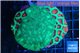 Favia graphted green & green moster 6-8 cm WYSIWYG acclimaté
