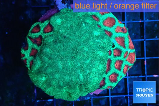 Favia graphted green & green moster 6-8 cm WYSIWYG acclimaté