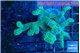 Seriatopora caliendrum neon green 4-7 cm WYSIWYG acclimaté