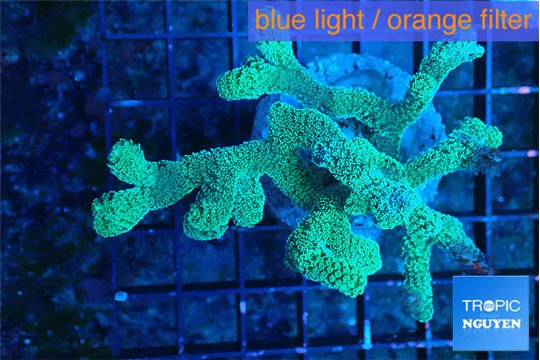 Seriatopora caliendrum neon green 4-7 cm WYSIWYG acclimaté