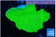 Montipora green 2-4 cm WYSIWYG acclimaté