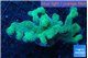 Seriatopora caliendrum neon green 4-7 cm WYSIWYG acclimaté
