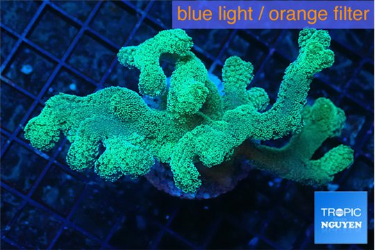 Seriatopora caliendrum neon green 4-7 cm WYSIWYG acclimaté