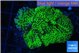 Montipora green 3-5 cm WYSIWYG acclimaté