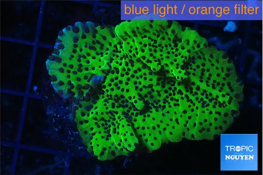 Montipora green 3-5 cm WYSIWYG acclimaté