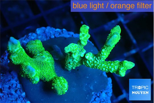 Montipora digitata green 3-4 cm WYSIWYG acclimaté