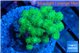 Pocillopora green 3-5 cm WYSIWYG acclimaté