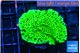Montipora green 2-4 cm WYSIWYG acclimaté