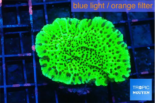 Montipora green 2-4 cm WYSIWYG acclimaté