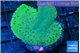 Montipora green 3-5 cm WYSIWYG acclimaté