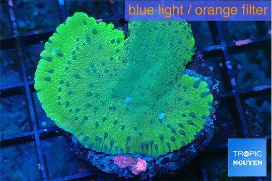 Montipora green 3-5 cm WYSIWYG acclimaté
