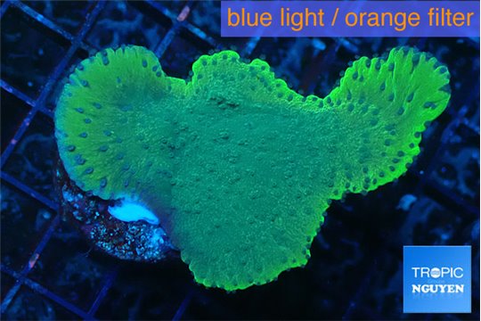 Montipora purple blue polyps 3-5 cm WYSIWYG acclimaté