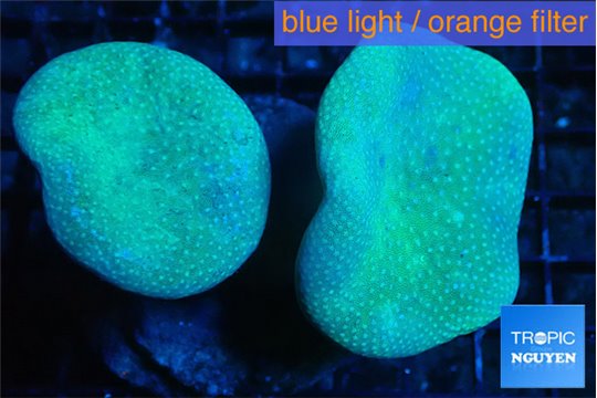 Sarcophyton double body & long polyps 7-14 cm WYSIWYG acclimaté