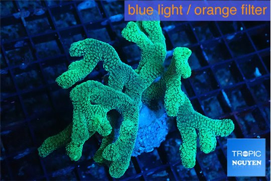 Seriatopora caliendrum neon green 4-7 cm WYSIWYG acclimaté