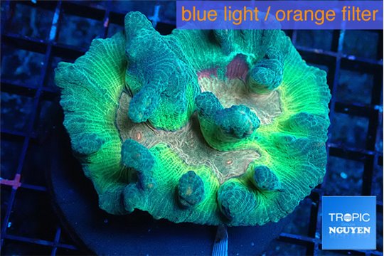 Pectinia orange earth 5-8 cm WYSIWYG acclimaté