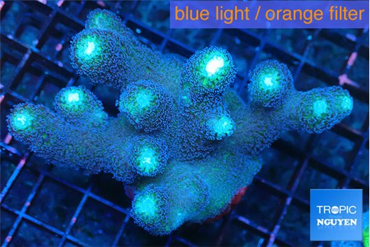 Stylophora milka 4-6 cm WYSIWYG acclimaté