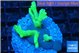 Montipora digitata green 3-4 cm WYSIWYG acclimaté