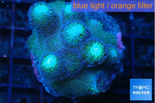 Stylophora milka 4-6 cm WYSIWYG acclimaté