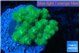 Pocillopora green 3-5 cm WYSIWYG acclimaté
