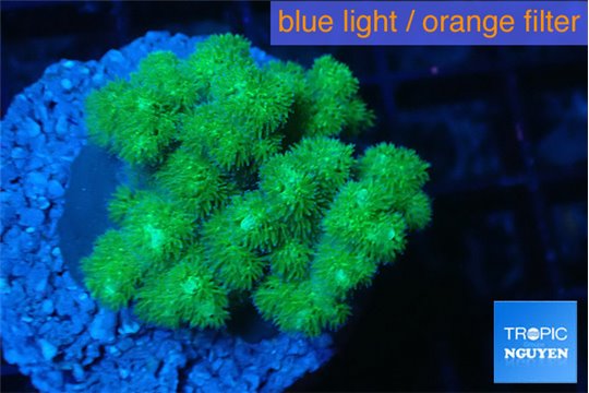 Pocillopora green 3-5 cm WYSIWYG acclimaté
