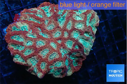 Favia red blue 6-10 cm WYSIWYG acclimaté