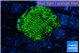 Montipora green 2-3 cm WYSIWYG acclimaté