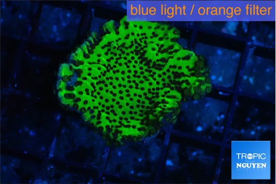 Montipora green 2-3 cm WYSIWYG acclimaté