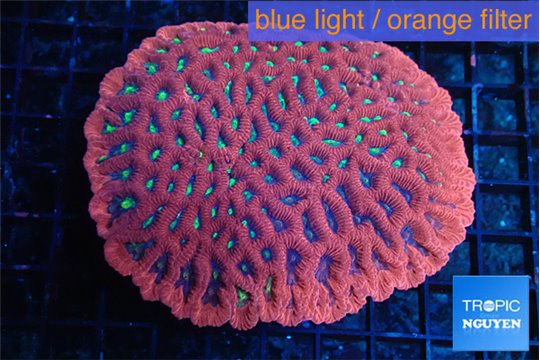 Favia red neon green spot premium 7-12 cm WYSIWYG acclimaté