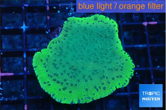 Montipora purple blue polyps 3-4 cm WYSIWYG acclimaté