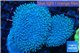 Sarcophyton double body long white polyps 7-12 cm WYSIWYG acclimaté
