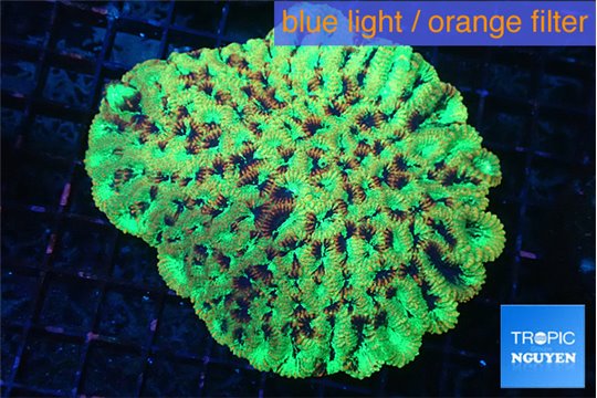 Favia red green snake 6-10 cm WYSIWYG acclimaté