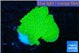Montipora geen cap 2-4 cm WYSIWYG acclimaté