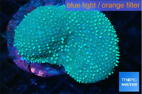 Sarcophyton long poyps 6-10 cm WYSIWYG acclimaté