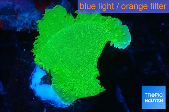 Montipora geen cap 2-4 cm WYSIWYG acclimaté