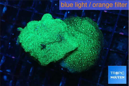 Leptoseris neon green 3-5 cm WYSIWYG acclimaté