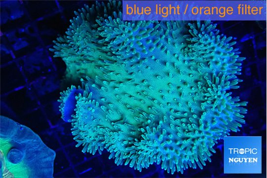 Sarcophyton greeny long poyps 7-12 cm WYSIWYG acclimaté