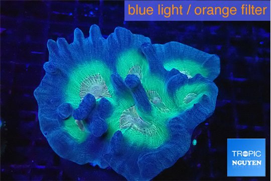 Pectinia orange earth 7-11 cm WYSIWYG acclimaté