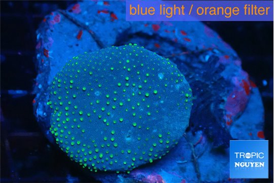 Sarcophyton long poyps 4-7 cm WYSIWYG acclimaté