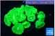 Caulastrea neon green 7-11 cm WYSIWYG acclimaté