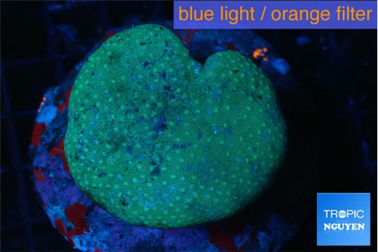 Sarcophyton long poyps 4-7 cm WYSIWYG acclimaté
