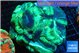 Trachyphyllia green 7-12 cm WYSIWYG acclimaté
