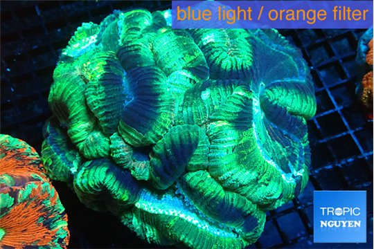 Trachyphyllia green 7-12 cm WYSIWYG acclimaté