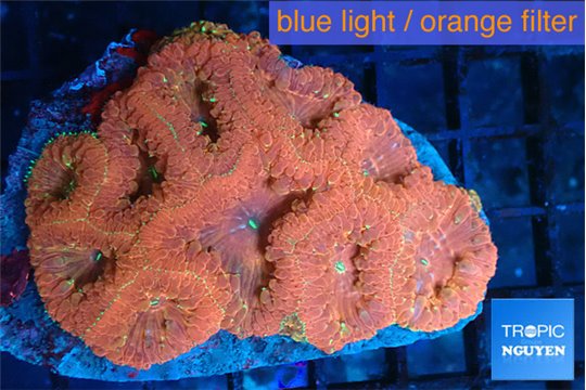 Blastomussa wellsi red cherry pop 4-6 cm WYSIWYG acclimaté