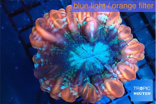 Cynarina red blue 4-6 cm WYSIWYG acclimaté