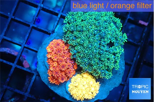 Goniopora garden premium 5-8 cm WYSIWYG acclimaté