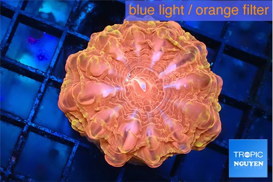 Cynarina red flash 3-6 cm WYSIWYG acclimaté