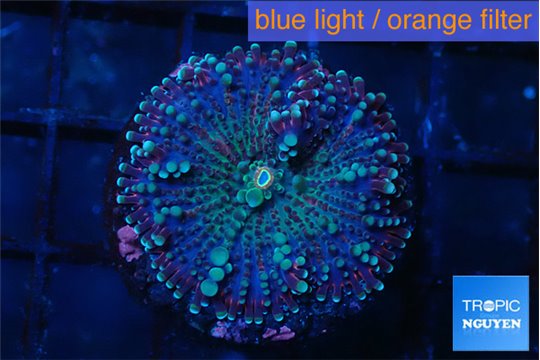 Ricordea yuma green purple 1 polyp WYSIWYG acclimaté