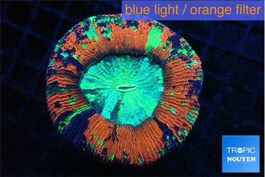 Trachyphyllia red tiger premium 4-8 cm WYSIWYG acclimaté