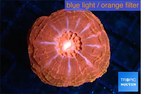 Cynarina red flash 3-6 cm WYSIWYG acclimaté