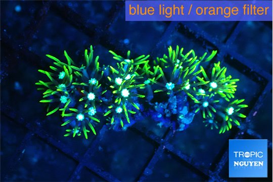 Pachyclavularia neon green 2-4 cm WYSIWYG acclimaté